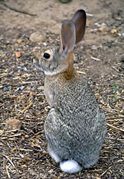 Eastern cottontail.