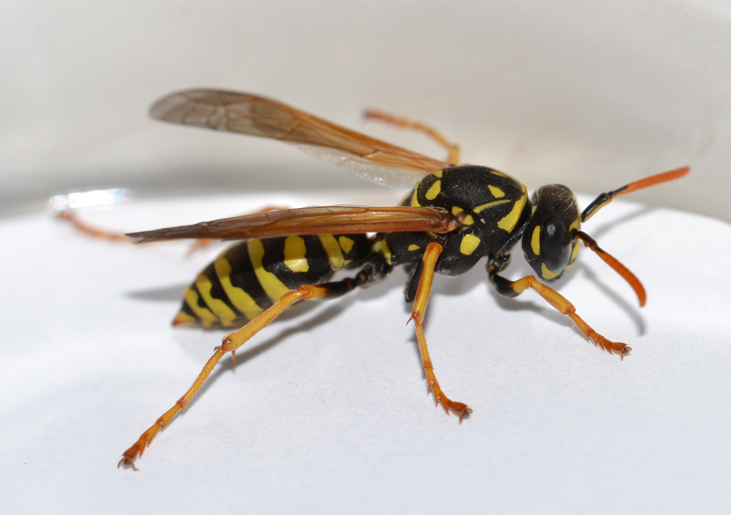 Used with permission from Eric Engh. http://msmosquito.com/the-bug-blog/2011/08/european-paper-wasp