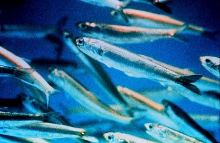School of anchovies. Photo was taken from Wikipedia Commons 