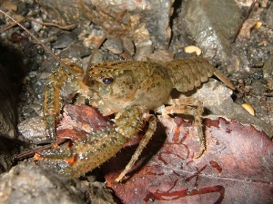 A crayfish. Photo was taken off of Wikipedia Commons