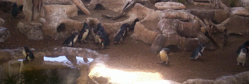 Little blue penguins interacting in zoo exhibit in Australia. Photo was taken from Wikipedia Commons