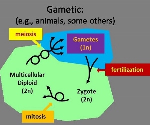 Gametic lifecycle tree. Created by Dr. Tony Sanderfoot from the University of Wisconsin-La Crosse.