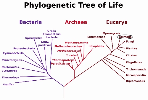 Phylogenetic tree of the three domains and the little blue penguin’s kingdom. Photo was found on Wikipedia. 