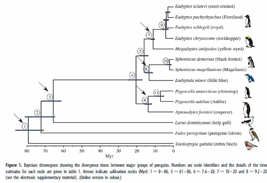 Phylogenetic tree of the little blue penguin. Tree was made from Subramanian et al. 2013. Published in Biology Letters by Royal Society Publishing.