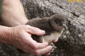 Baby blue penguin from a colony at Harris Bay, Banks Peninsula New Zealand. Photo was taken by Steve Attwood 