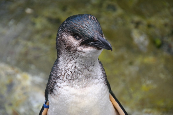 Banded little blue penguin adult. Photo was taken by Nicola Barnard.