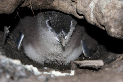 Little blue penguin chick hiding in its’ burrow, Otago Peninsula, NZ. Photo taken by Dr. Richard Roscoe