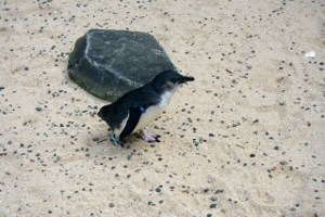 Little blue penguin running on sand. Photo taken by Nicola Barnard.