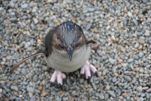 Little blue penguin with one wing. Photo taken by Nicola Barnard.