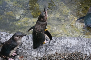 Little blue penguin communicating to others. Photo taken by Nicola Barnard 