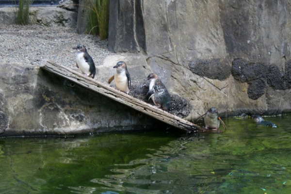 Three little blue penguins in their habitat. Photo taken by Nicola Bernard.