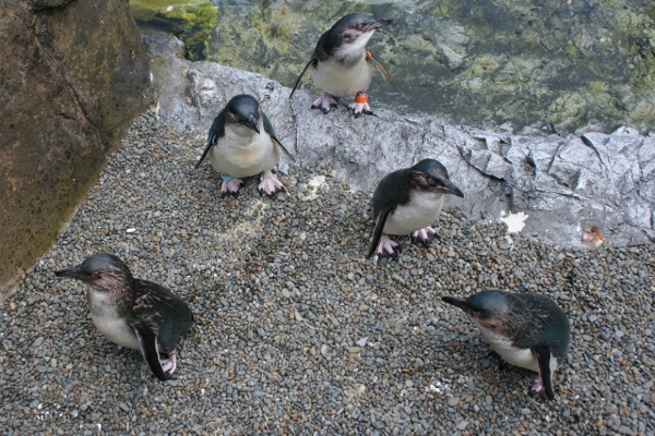 Group of little blue penguins. Photo taken by Nicola Barnard.