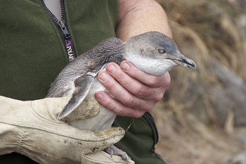 Adult little blue penguin being banded for scientific purposes. Photo taken be Steve Attwood