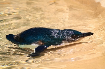 Little blue penguin swimming in the water. Photo taken by Owen Spargo