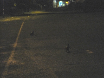 Little blue penguins crossing a road at night. Photo was taken by Nicola Barnard 