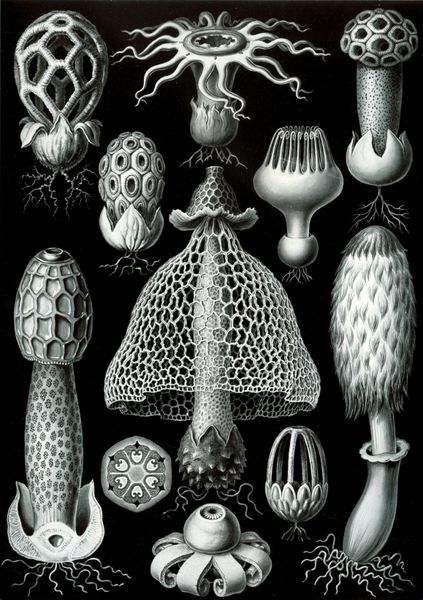 Basidiomycota examples. Wikepedia commons