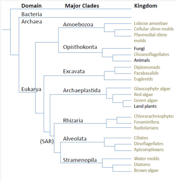 Phylogeny of Major Clades. Permission Dr. Sanderfoot