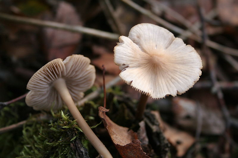 Example of a Fungus from the Mycenaceae family. Wikepedia