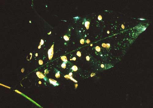 Bioluminescence of mycena citricolor