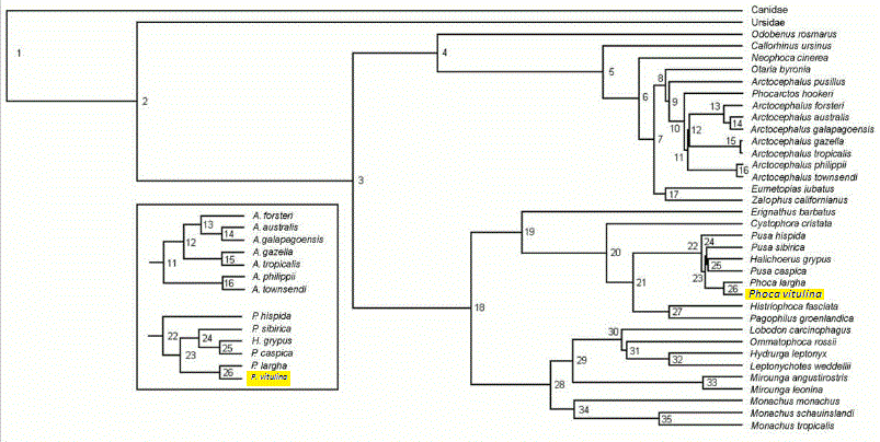 Molecular tree of living pinnipeds (except for extinct Monachus) based on fifty most likely phylogenies. Photo credit to Jeff W. Higdon et al. licensee BioMed Central Ltd ( 2007) with slight modification by Daniel Nash.