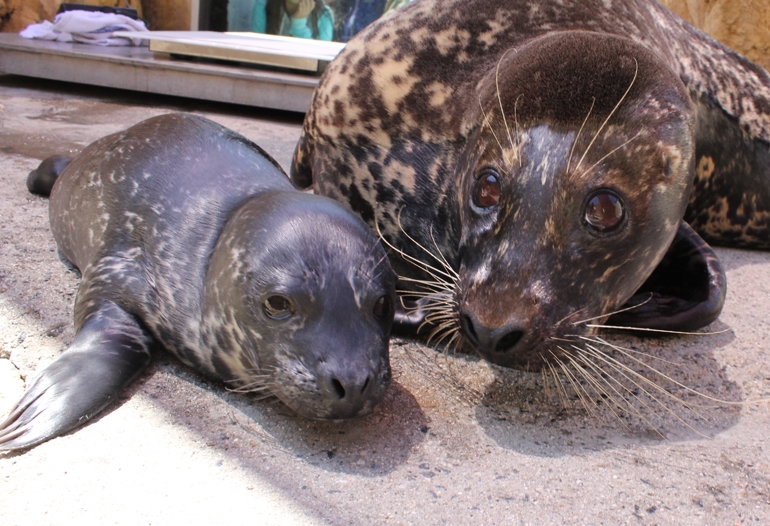 Mother Shelby and her newborn pup. Photo credit: Hugh Ryono,  Aquarium of the Pacific