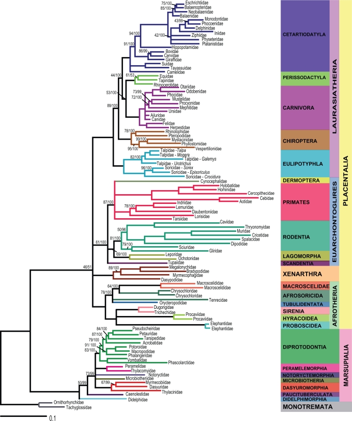 Phylogenetic supertree composed of ninety three mammalian families representing relationships based on mitochondrial DNA sequencing (for more information on mtDNA, scroll down this page). Photo credit to Vronique Campbell and Franois-Joseph Lapointe.