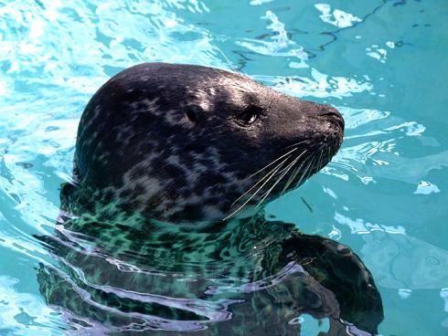 Vibrissae (whiskers) on a harbor seal. 