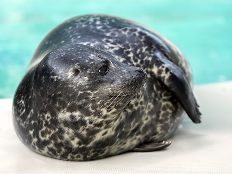 Ear openings on side of harbor seal head. Photo Credit: Robin Riggs, Aquarium of the Pacific