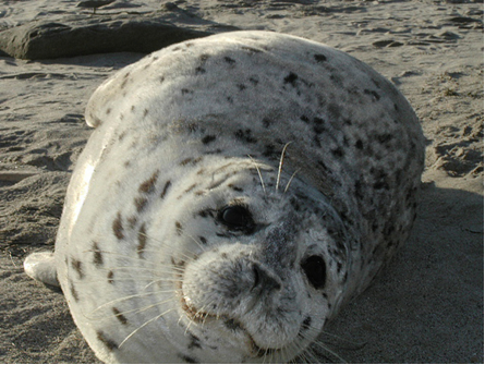 White, grey, and black harbor seal coloration. Photo Credit: Marine Mammal Institute, OSU