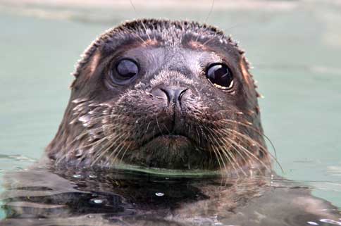 Binocular vision is an advantage to harbor seals.  Ingrid Overgard - The Marine Mammal Center