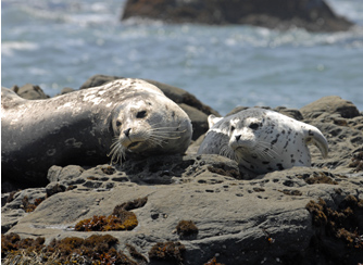 Coloration is affected greatly by habitat. Photo Credit:  The Marine Mammal Center