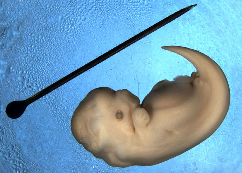 dolphin fetus