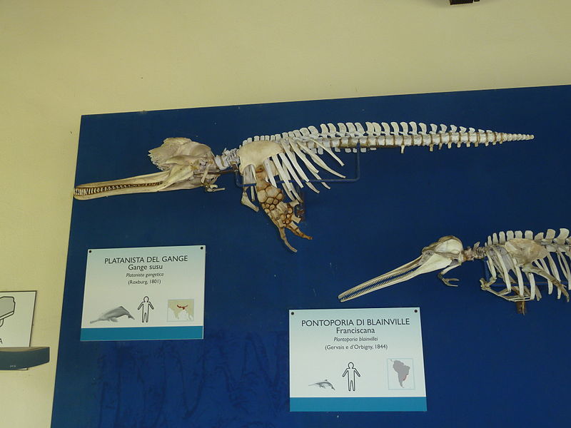 File:Ganges river dolphin skeleton.jpg
