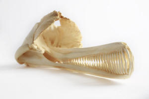 File:Indus River dolphin skull cast.jpg