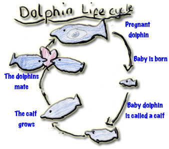 dolphin cycle