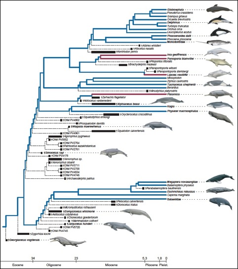 Phylogeny of Ganges river dolphin