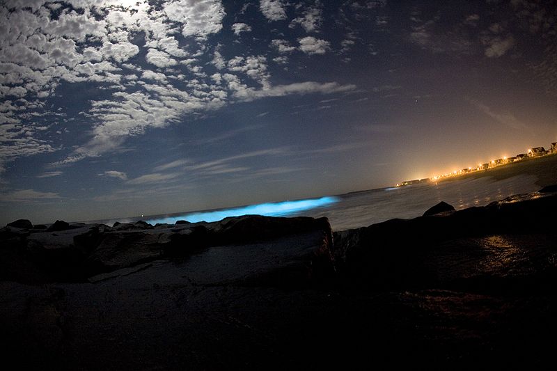 Image used with Permission, 2013. http://commons.wikimedia.org/wiki/File:Bioluminescent_dinoflagellates.jpg