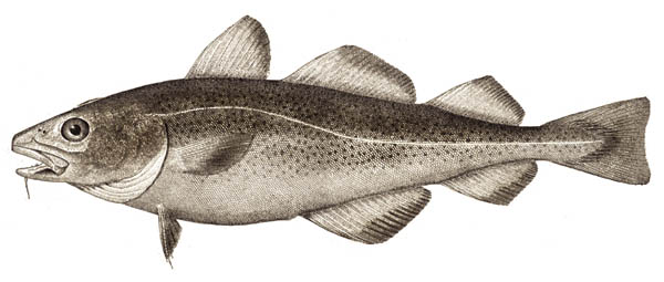 Image used with Permission, 2013. Image located at http://en.wikipedia.org/wiki/File:Atlantic_cod.jpg