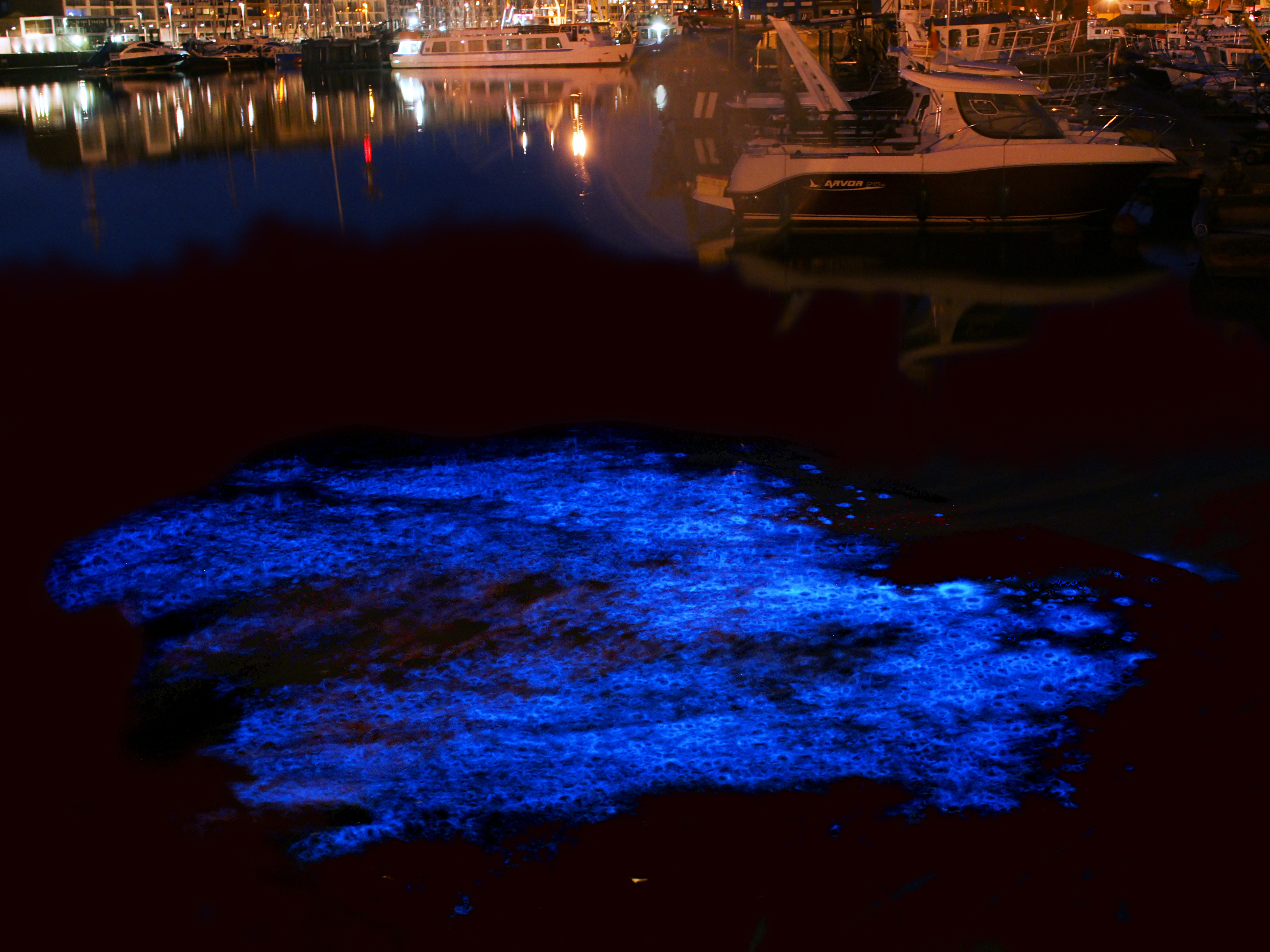 Bioluminescence in ocean. Image used with Permission, 2013. Image located at http://en.wikipedia.org/wiki/File:Noctiluca_scintillans.jpg