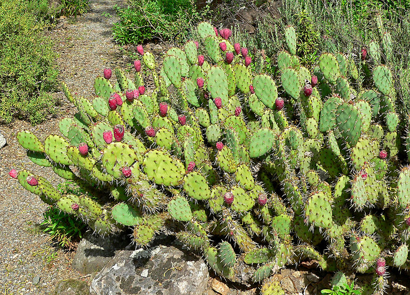 Image used with Permission, 2013. Image located athttp://en.wikipedia.org/wiki/File:Opuntia_littoralis_var_vaseyi_4.jpg