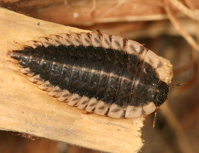 carrion beetle larvae