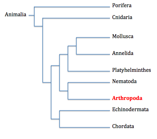 Animalia phylogenetic tree