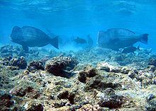 Green Humphead Parrotfish natural habitat