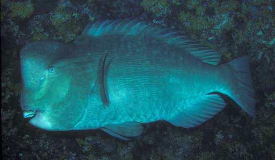 Green Humphead Parrotfish image used with permission