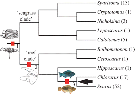 A phylogeny of Scaridae. The pictures on branches represent important transitions in the evolutionary history of parrotfishes, rather than hypothesized ancestral states.
