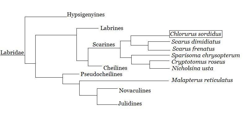 Figure 2. Above is the phylogenic tree of the family Labridae based on nuclear and mitochondrial DNA sequences.