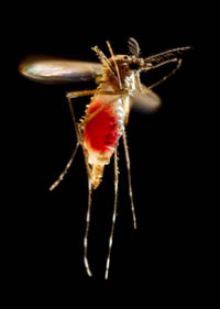 Aedes aegypti after a blood meal. Credit: CDC