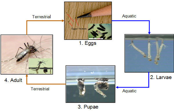 Life cycle of the Aedes aegypti mosquito.
