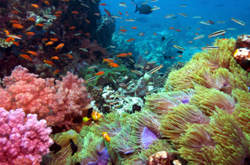 Coral Reef- Habitat of Napoleon Wrasse