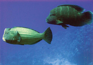 Humphead Wrasse and Bumphead Wrasse 
